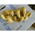 CHINA FRESH GINGER NEWS CROPS FRESH YOUNG GINGER